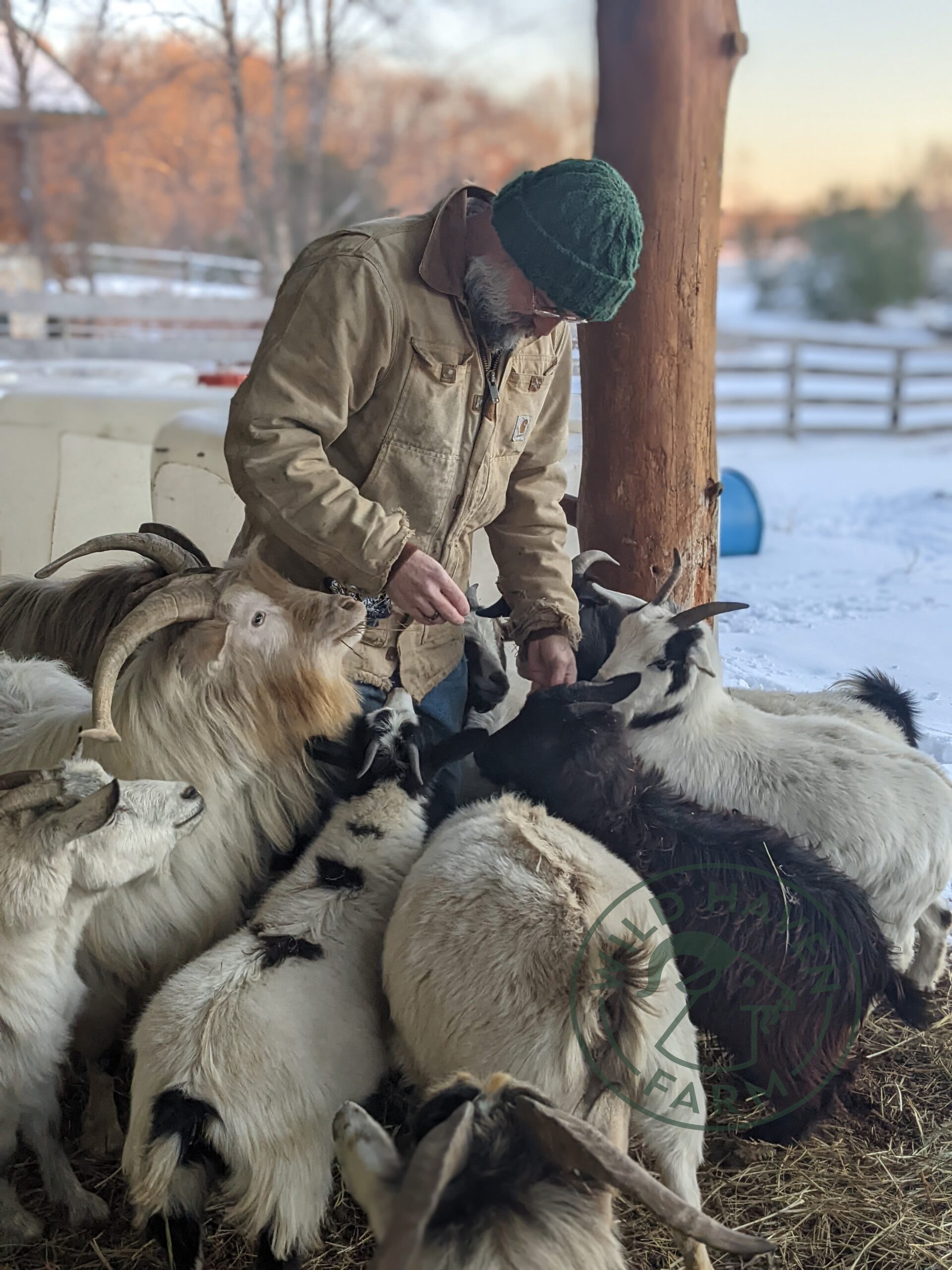 George Sawyer feeding herd of myotonic (fainting) goats.