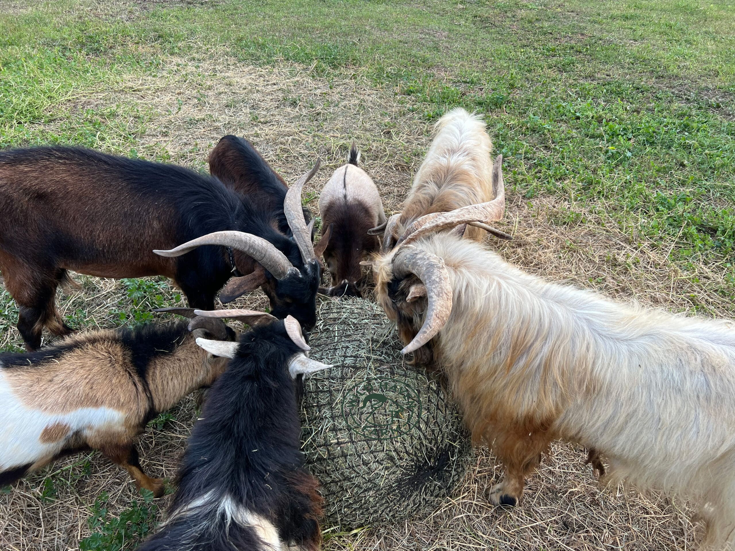 Goats eating in a circle around a bale of hay