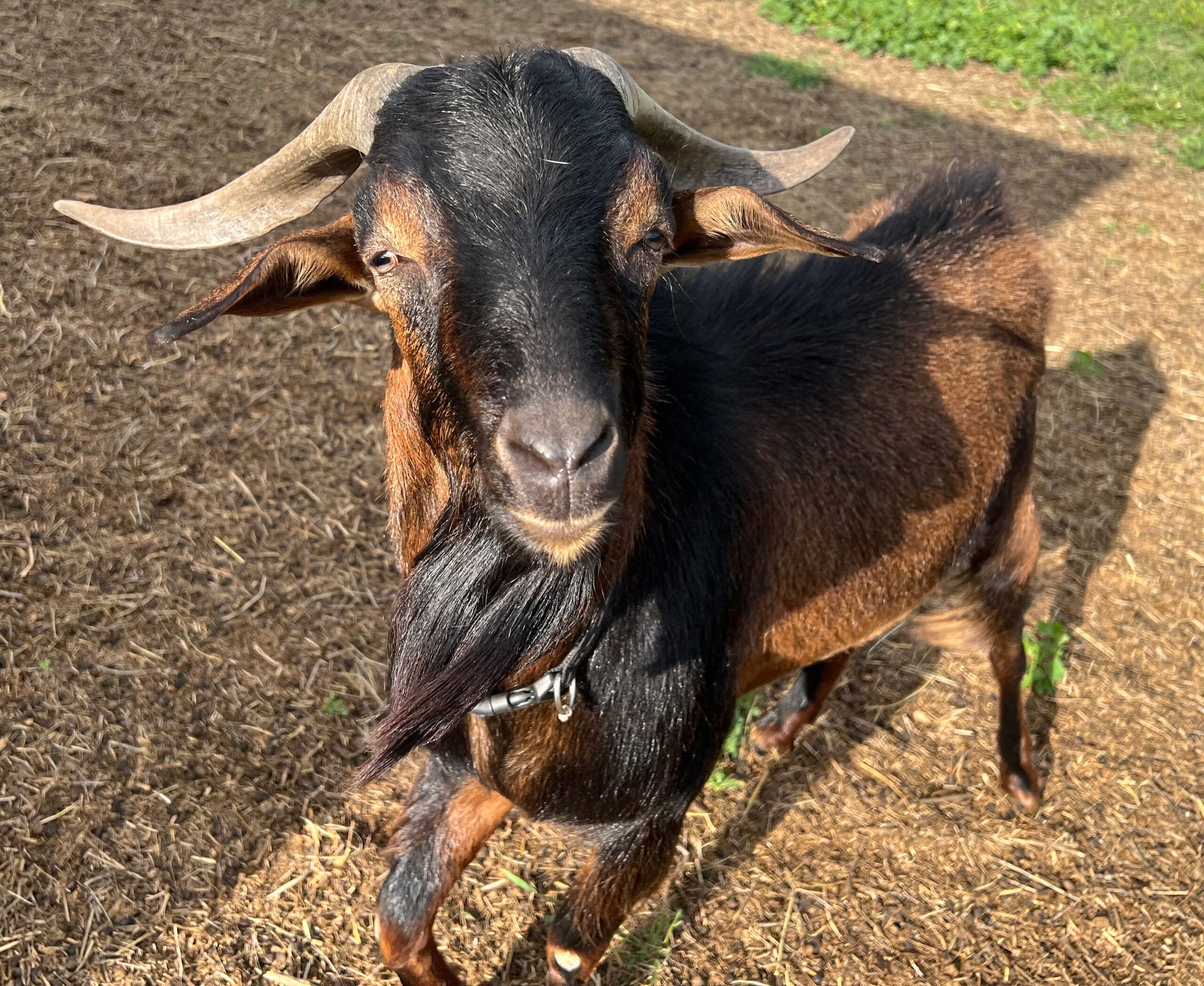 Male goat looking at the camera